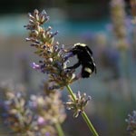 queen California bumble bee on flower.